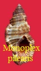 Monoplex pilearis, Linne 1758